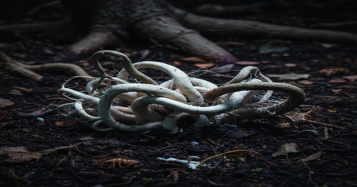 horror botanico funghi bianchi radici oscure terra body horror